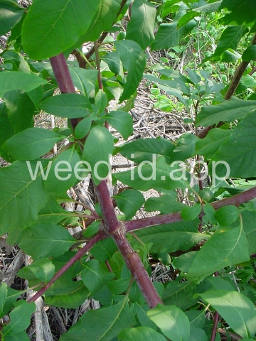 pokeweed, common